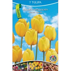 KN Tulip Golden Apeldoorn